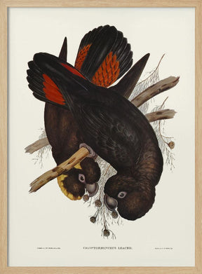 Leach&#039;s Cockatoo Poster