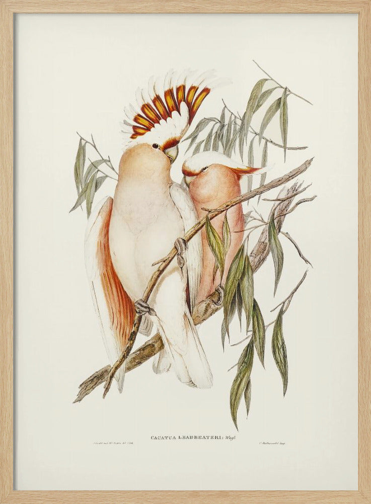 Leadbeater&#039;s Cockatoo Poster