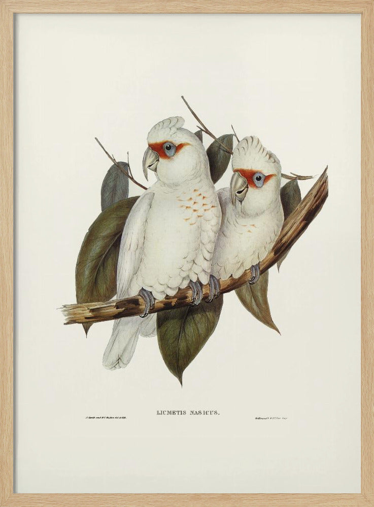 Long Billed Cockatoo Poster