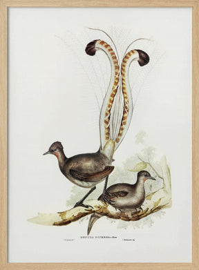 Lyre Bird Poster