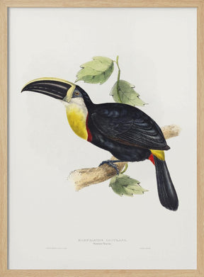 Osculant Toucan Poster