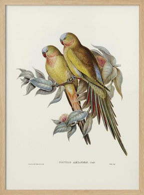 The Princess of Wales&#039;s Parakeet Poster