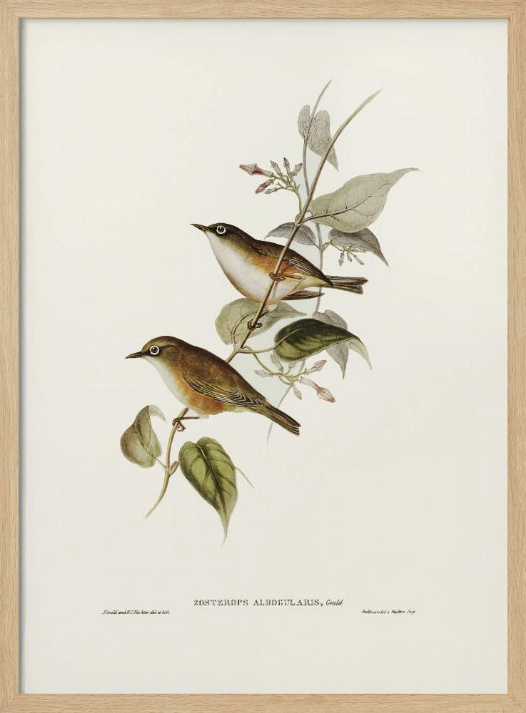 White Breasted Zosterops Poster