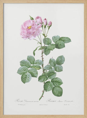 Aurora Poniatowska, Les Roses (1817–1824) Poster