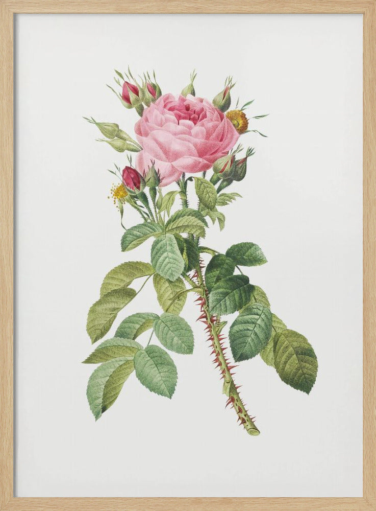 Rosa Bifera Macrocarpa, Les Roses (1817–1824) Poster