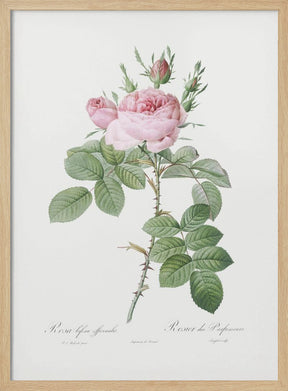 Rosa Bifera Officinalis,les Roses (1817–1824) Poster