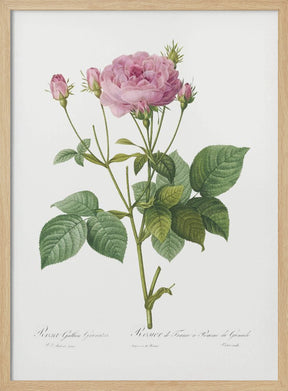 Rosa Gallica Granules, Les Roses (1817–1824) Poster