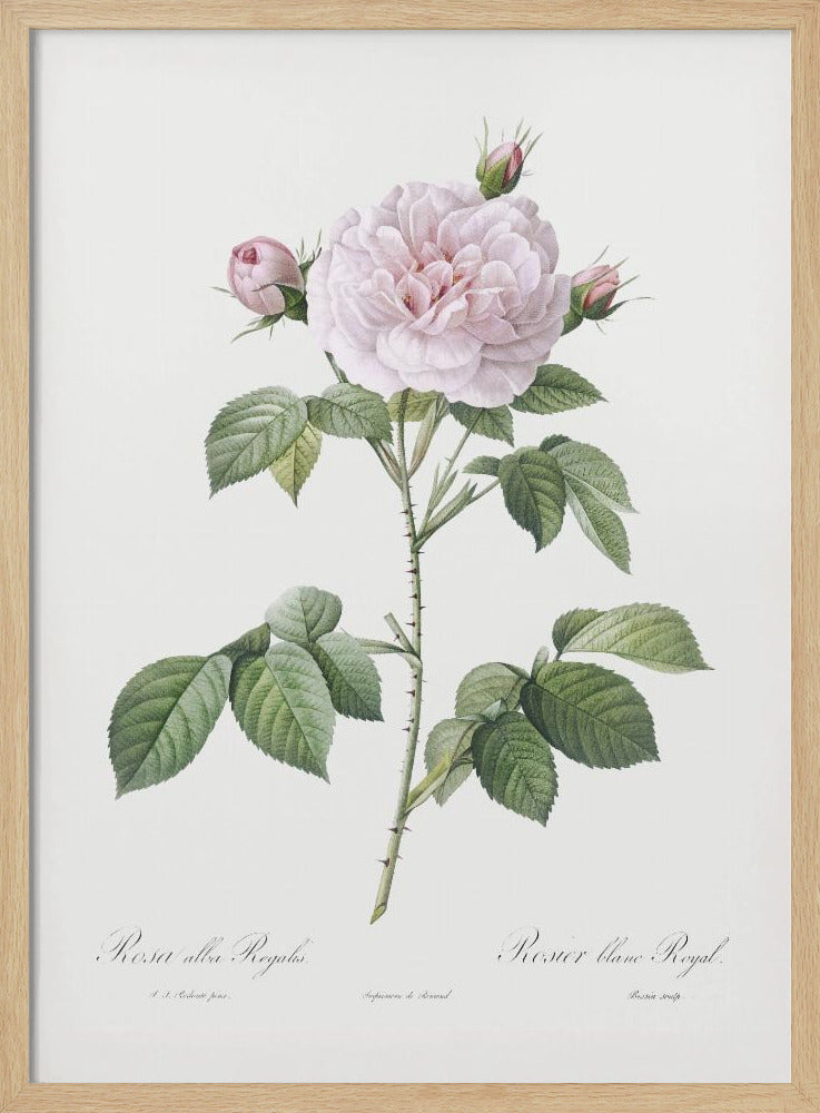 Royal White Rose, Les Roses (1817–1824) Poster