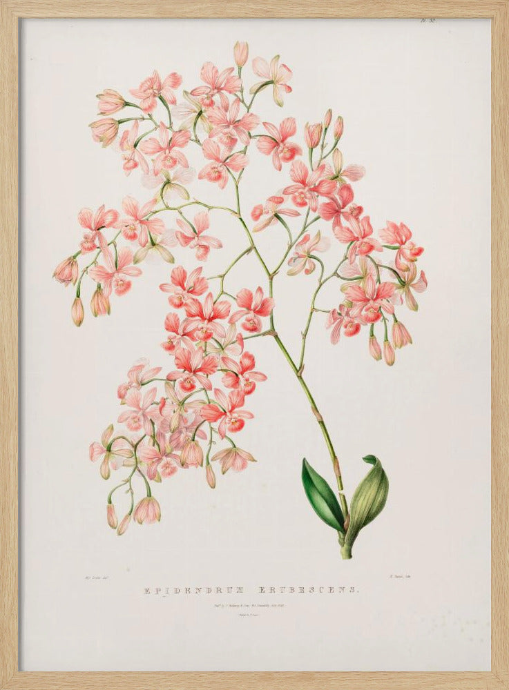 Epidendrum Rosa Poster