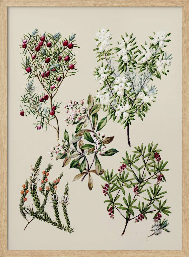 Antique Flowers Drawn By Sarah Featon (1848–1927) Poster