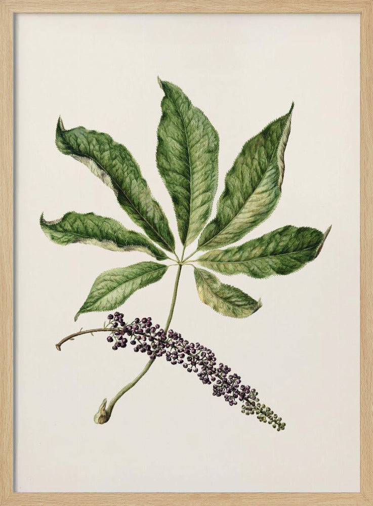 Antique Plant Drawn By Sarah Featon (1848–1927) Poster