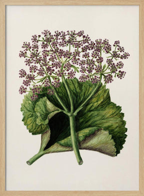 Antique Plant Ii Drawn By Sarah Featon (1848–1927) Poster