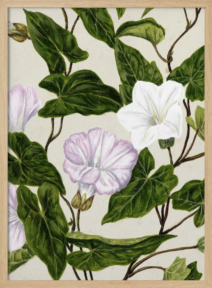 Bindweed Pohu By Sarah Featon (1848–1927) Poster