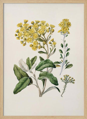 Daisy   Brachyglottis Drawn By Sarah Featon (1848–1927) Poster