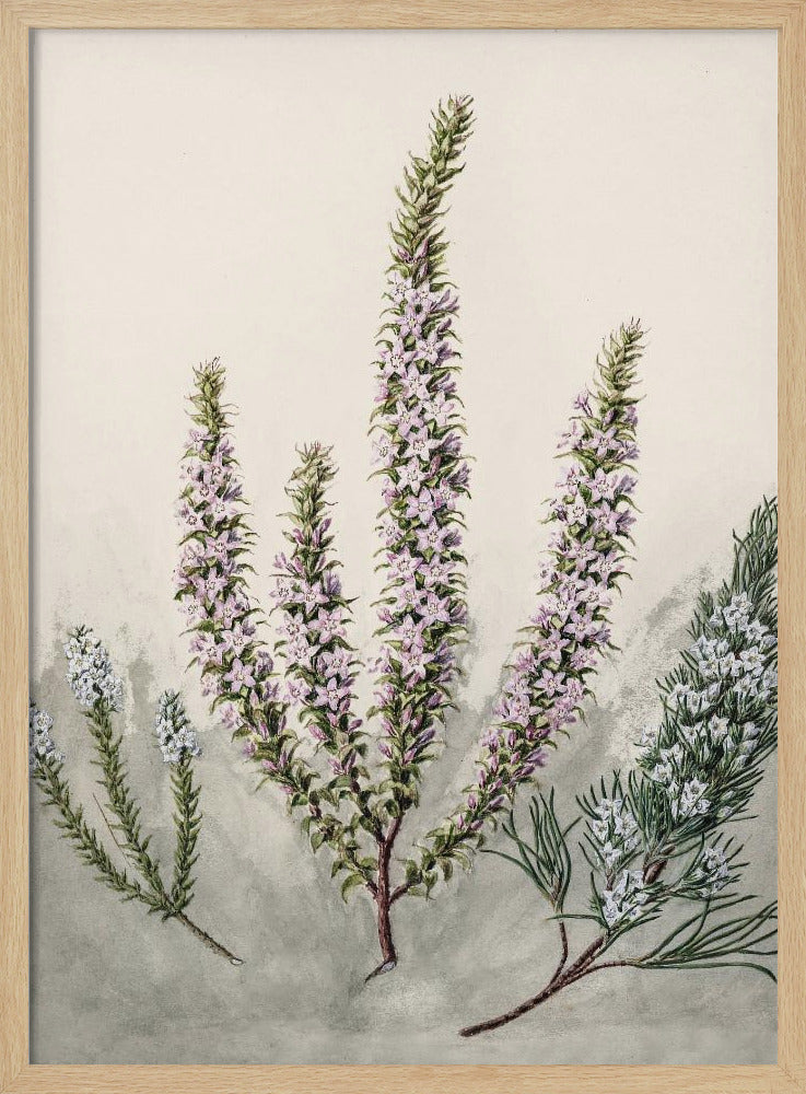 Epacris Drawn By Sarah Featon (1848–1927) Poster