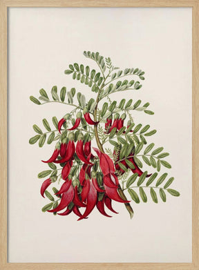 Kowhai   Clianthus Puniceus Drawn By Sarah Featon (1848–1927) Poster