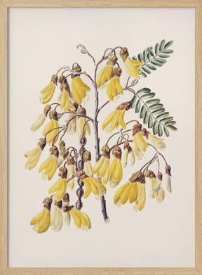 Kowhai Drawn By Sarah Featon (1848–1927) Poster