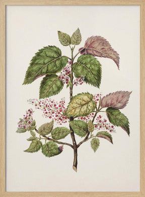 Makomako   Aristotelia Racemosa Drawn By Sarah Featon (1848–1927) Poster