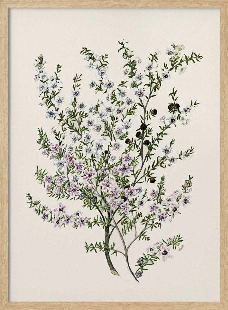 Manuk Drawn By Sarah Featon(1848   1927) Poster