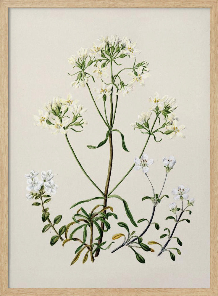 New Zealand Gentiana Drawn By Sarah Featon (1848–1927) Poster