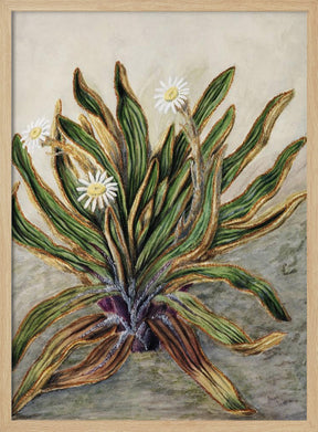 Mountain Daisy Drawn By Sarah Featon (1848–1927) Poster