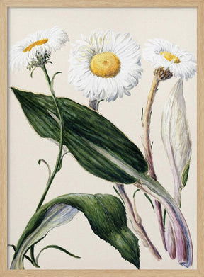 New Zealand Mountain Daisies Drawn By Sarah Featon (1848–1927 Poster