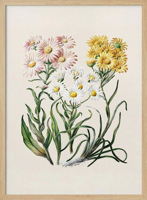 New Zealand Snow Groundsels Drawn By Featon (1848–1927) Poster