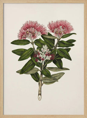 Pohutukawa   Metrosideros Tomentosa Drawn By Sarah Featon (1848–1927) Poster