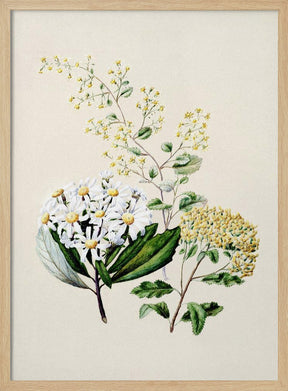 Senecio Drawn By Sarah Featon (1848–1927) Poster