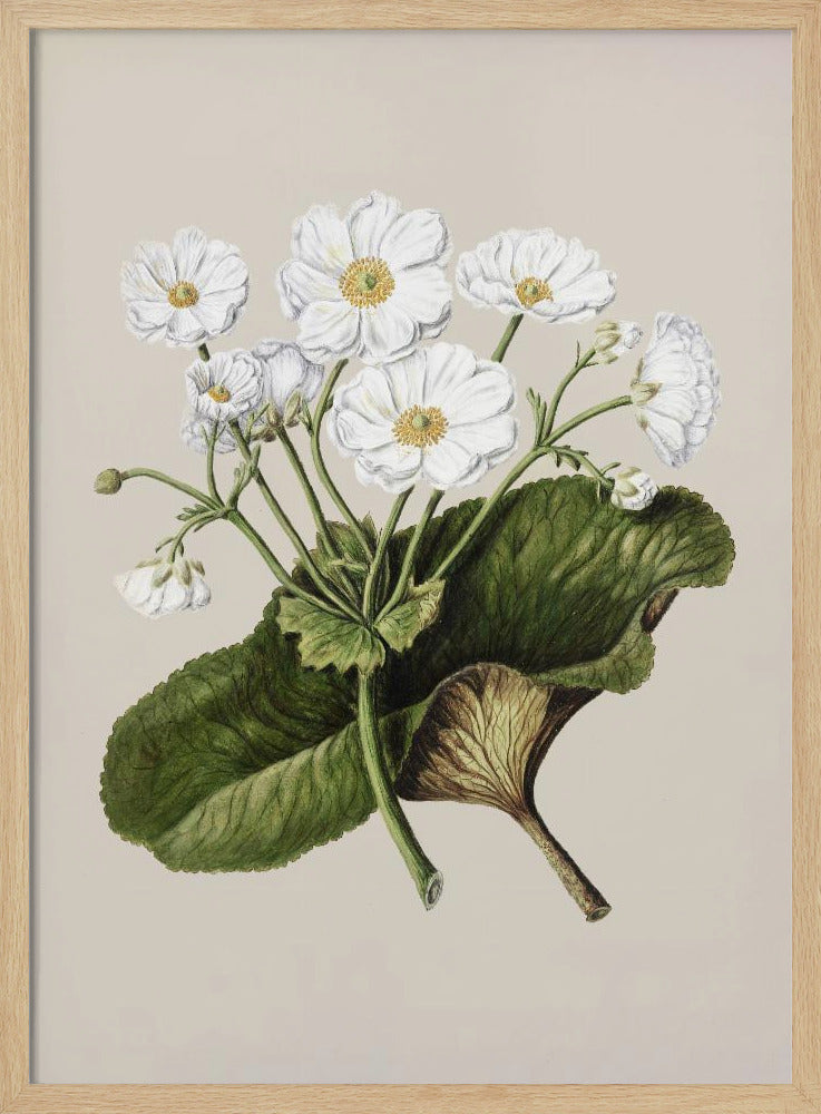 The Mountain Lily Drawn By Sarah Featon (1848–1927) Poster