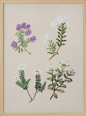 Veronica 4 Species Drawn By Sarah Featon (1848–1927) Poster