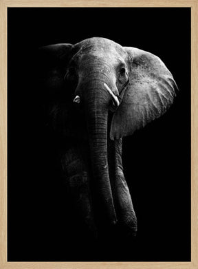 Elephant! Poster