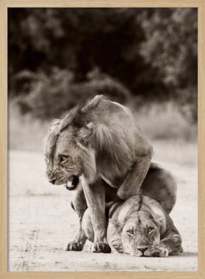 Lion Love Poster