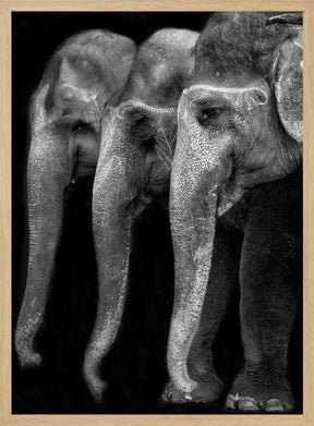 Nature\'s great masterpiece, an elephant; the only harmless great thing ... Poster