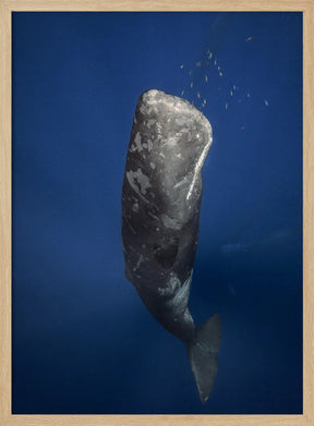 Candle sperm whale Poster