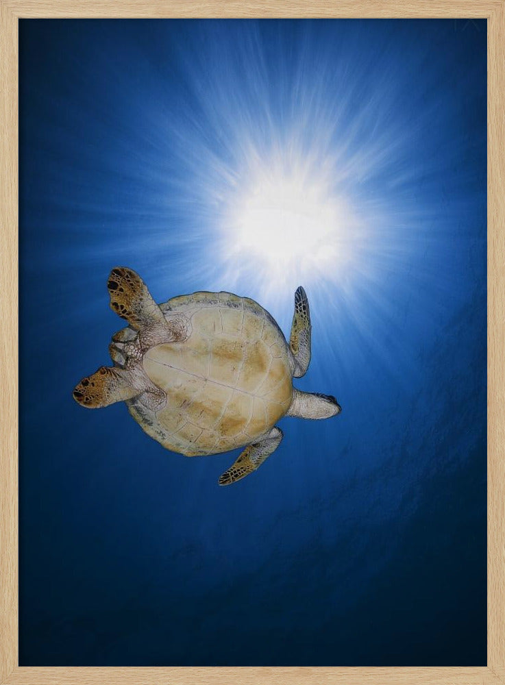 Green turtle Poster