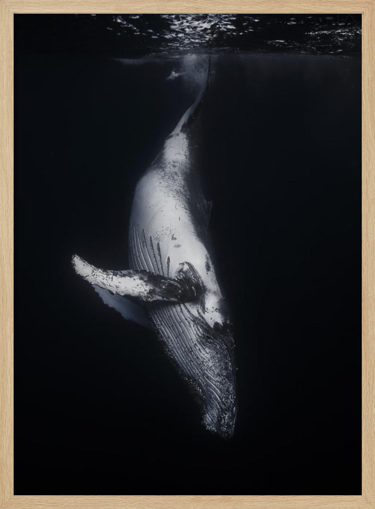 Black Whale Poster