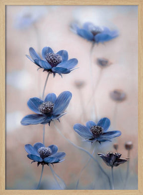 Cosmos blue Poster