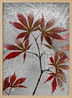 red maple Poster