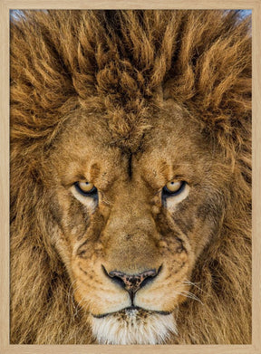 Serious Lion Poster