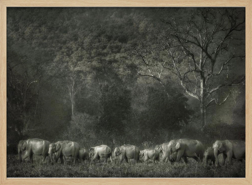 Elephant familiy Poster