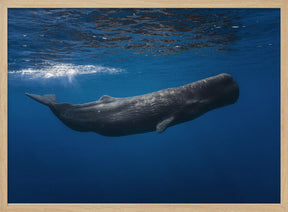 Sperm whale Poster