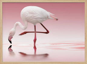 Flamingo Poster