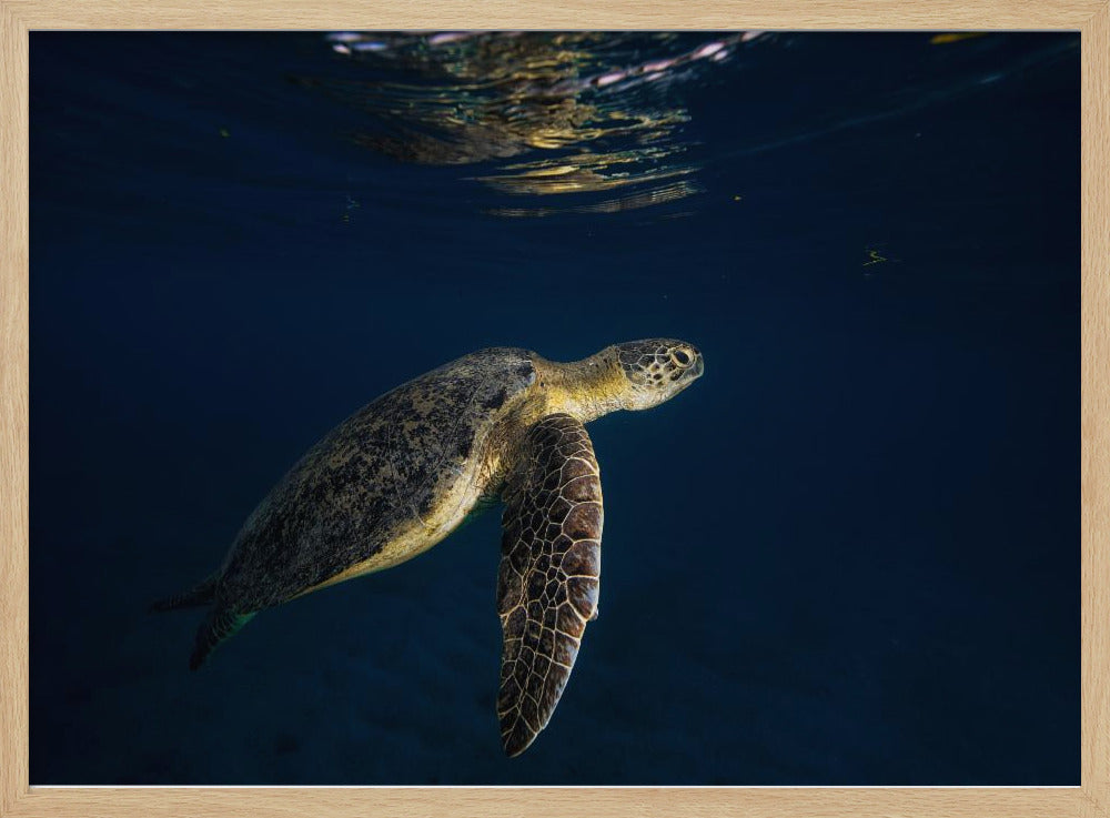 Green turtle Poster