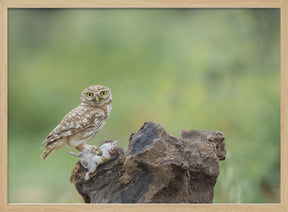 Little Owl Poster