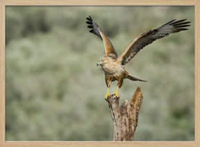 Long Legged Buzzard Poster