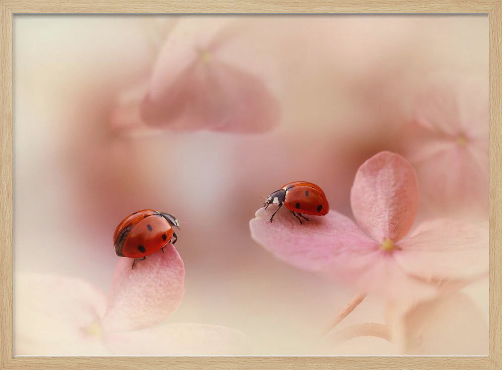 Ladybirds on pink hydrangea. Poster