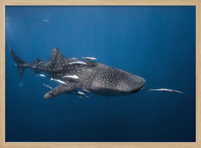 Whale shark Poster