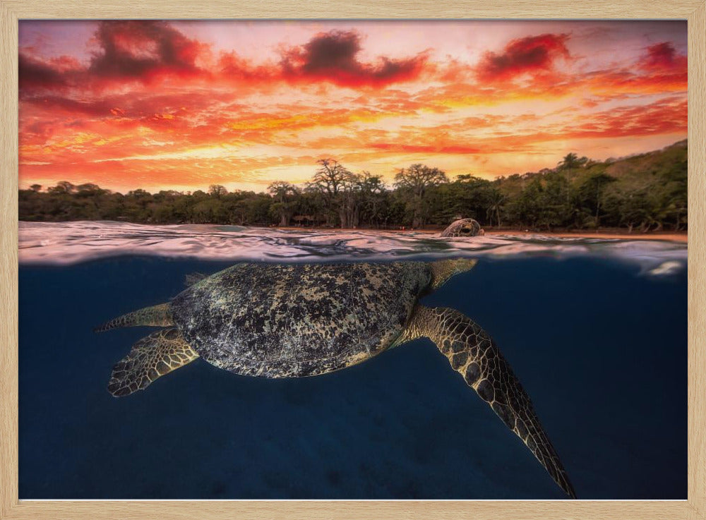 Green turtle and fire sky! Poster