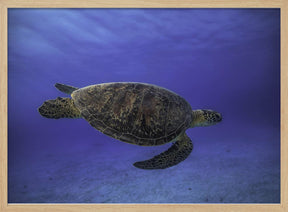 Green turtle in the blue Poster